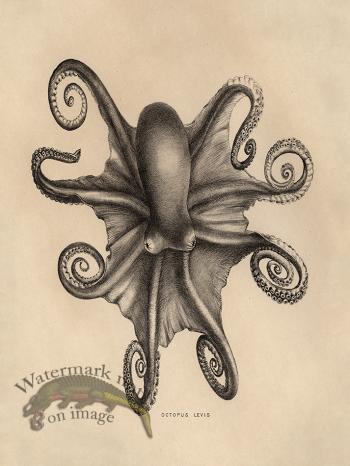 Octopus Tan 03
